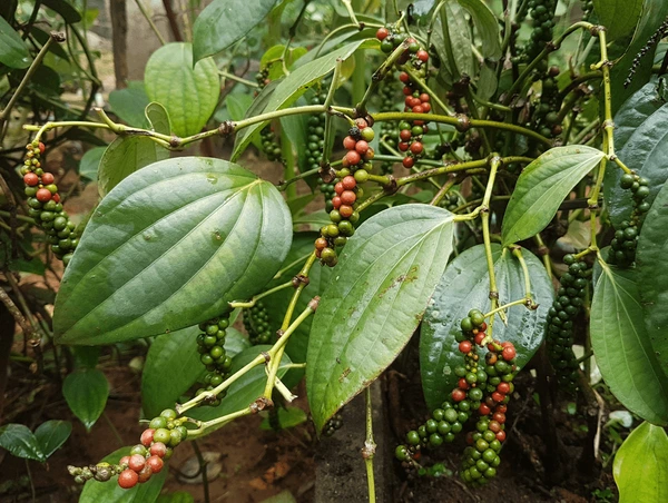 Kolli Hills black pepper cultivation